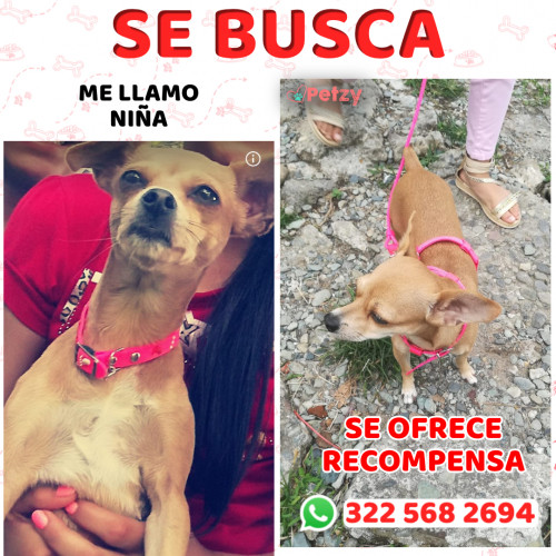 Foto de mascota Niña