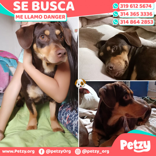 Foto de mascota Danger