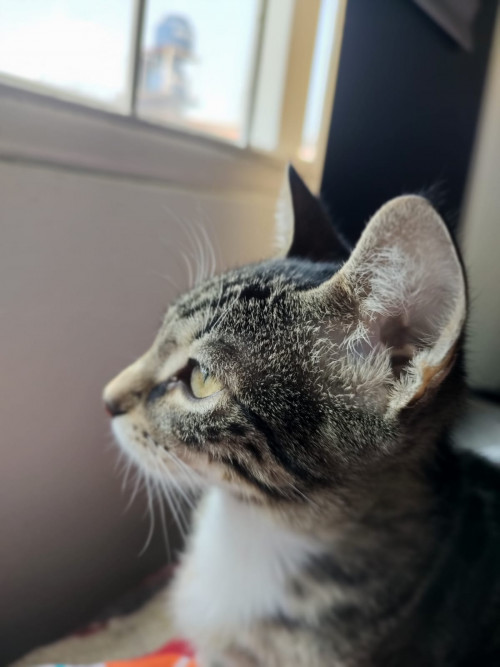Oliver