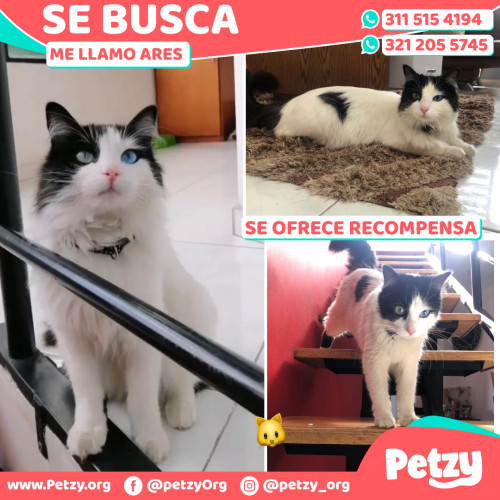 Foto de mascota Ares 