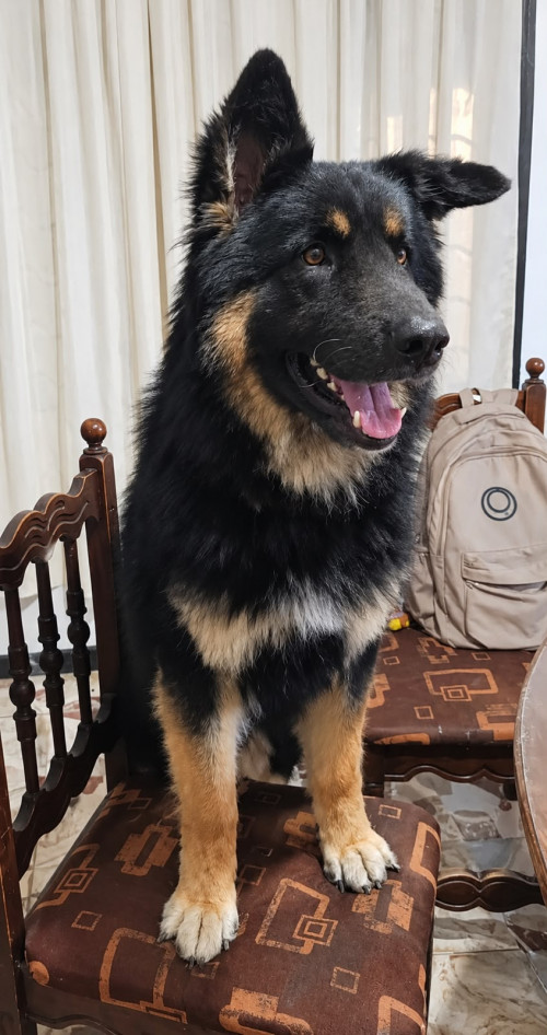 Lorenzo