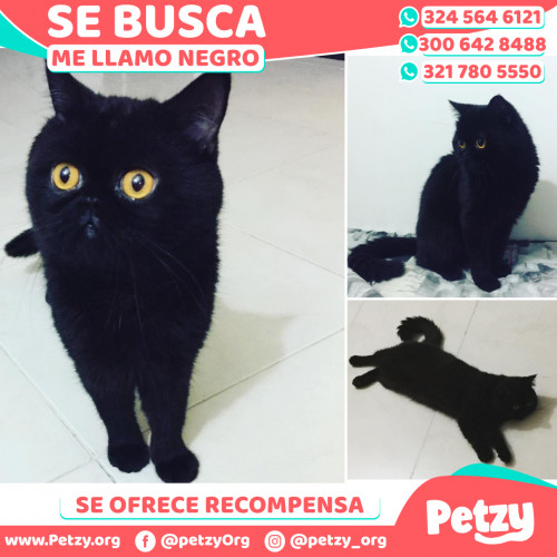 Foto de mascota Negro
