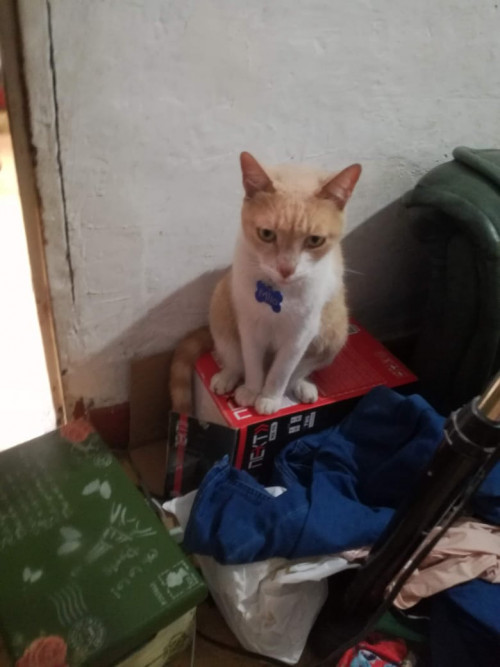 Milo