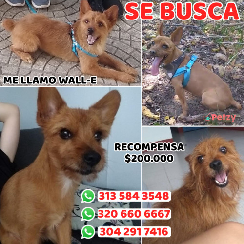 Foto de mascota Wall-e