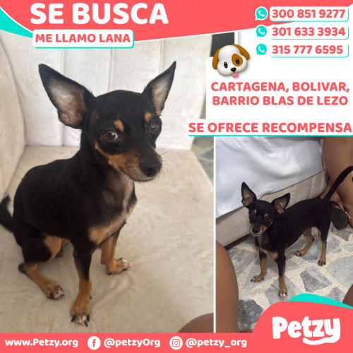 Foto de mascota Lana