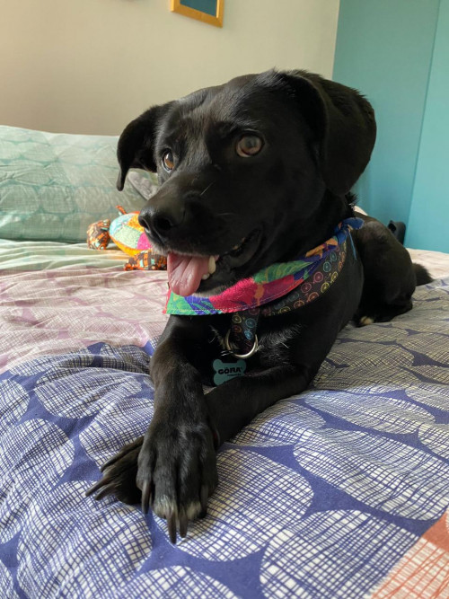 Bagheera O Baggi
