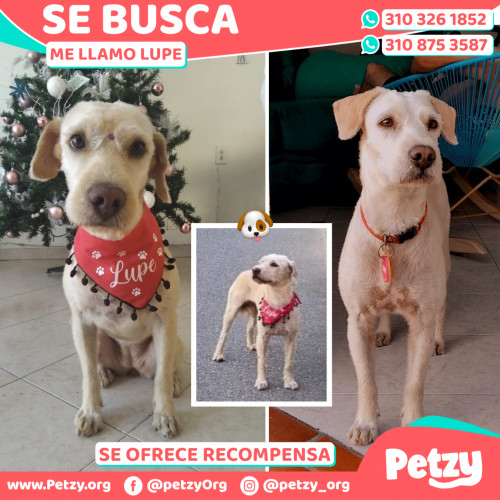 Foto de mascota Lupe
