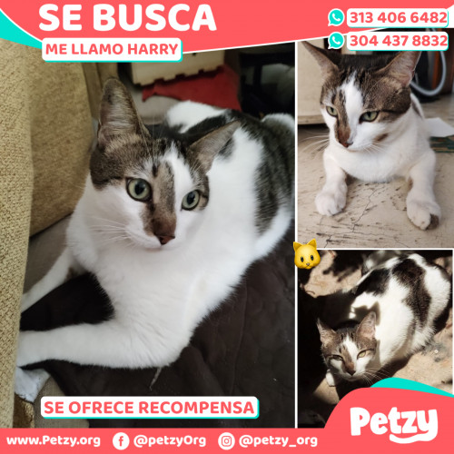 Foto de mascota Harry