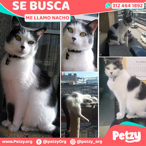 Foto de mascota Nacho