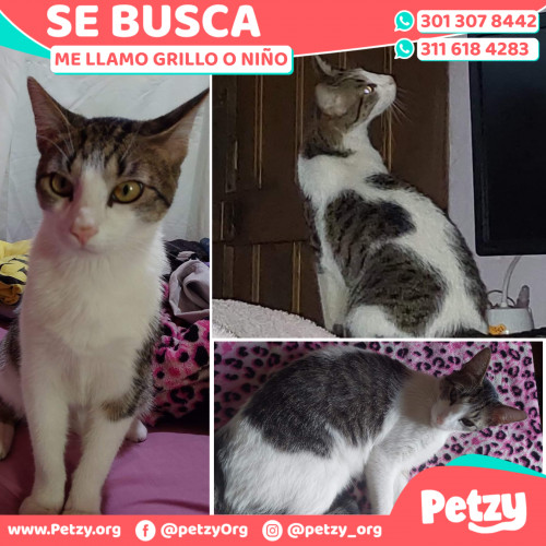 Foto de mascota Grillo O Niño