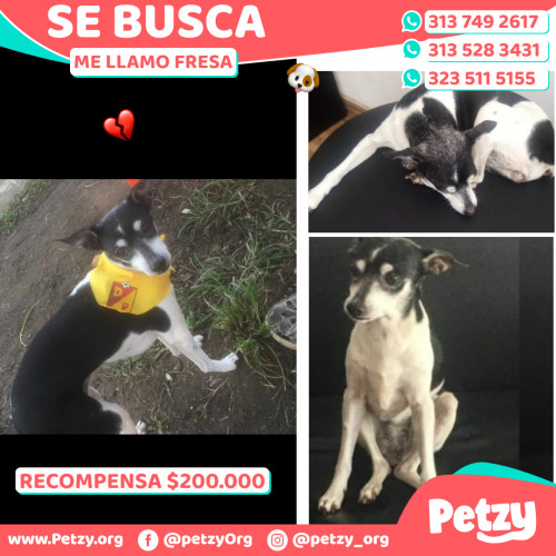 Foto de mascota Fresa