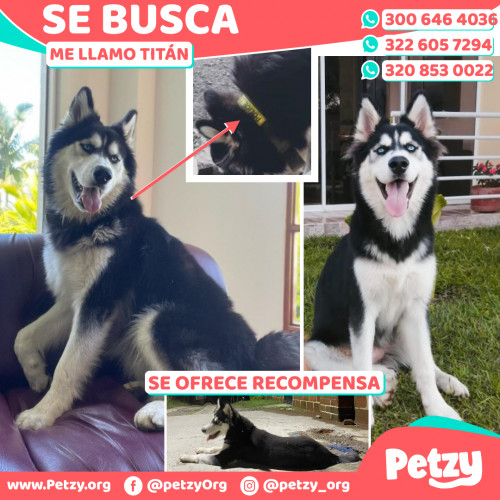 Foto de mascota Titán