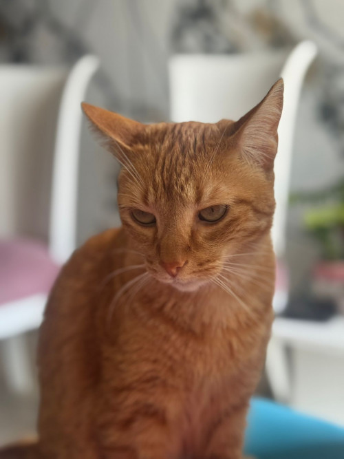 Toby