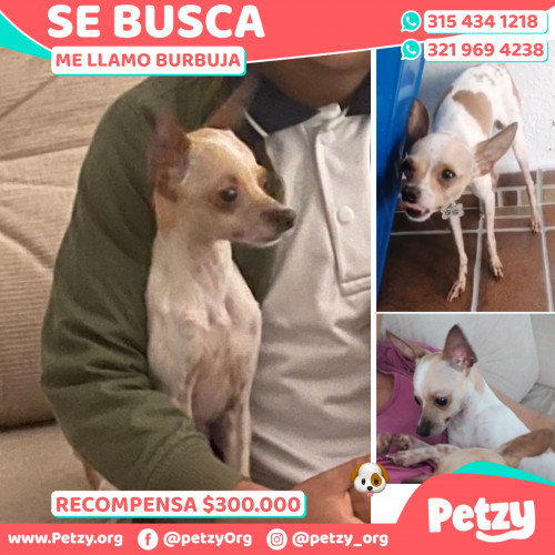 Foto de mascota Burbuja