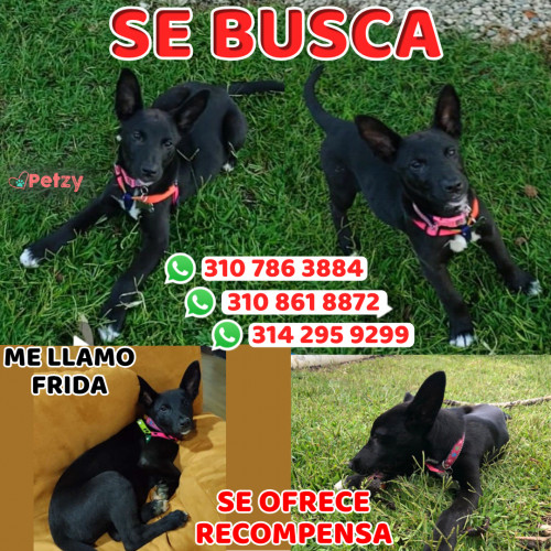 Foto de mascota Frida