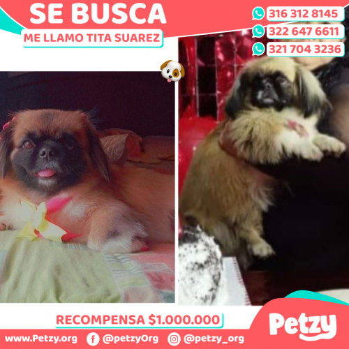 Foto de mascota Tita Suarez