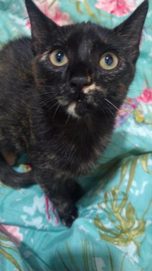 Morita