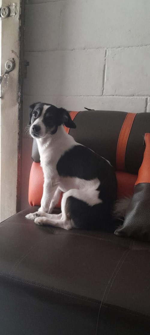 Lupo