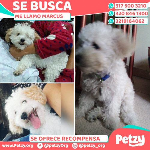 Foto de mascota Marcus