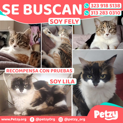 Foto de mascota Fely Y Lila