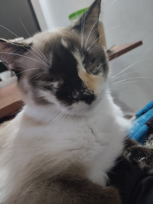 Khalessi