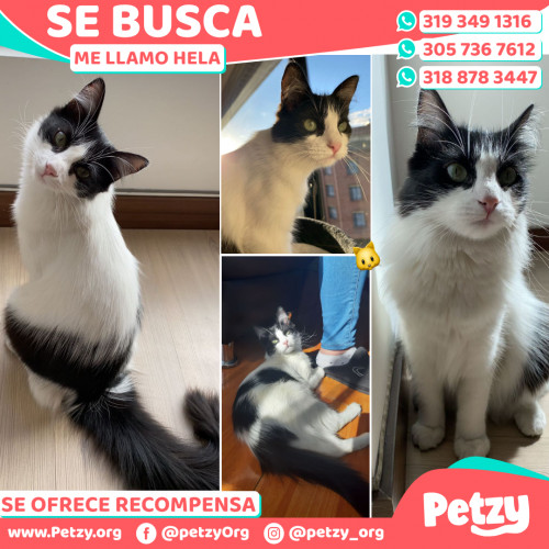 Foto de mascota Hela