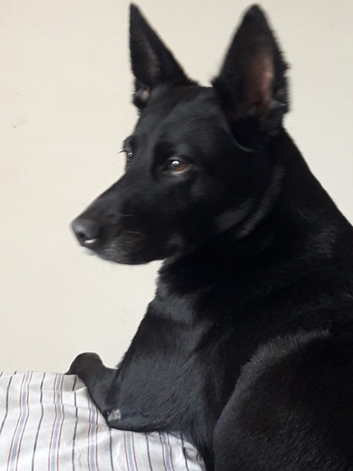 Pinina