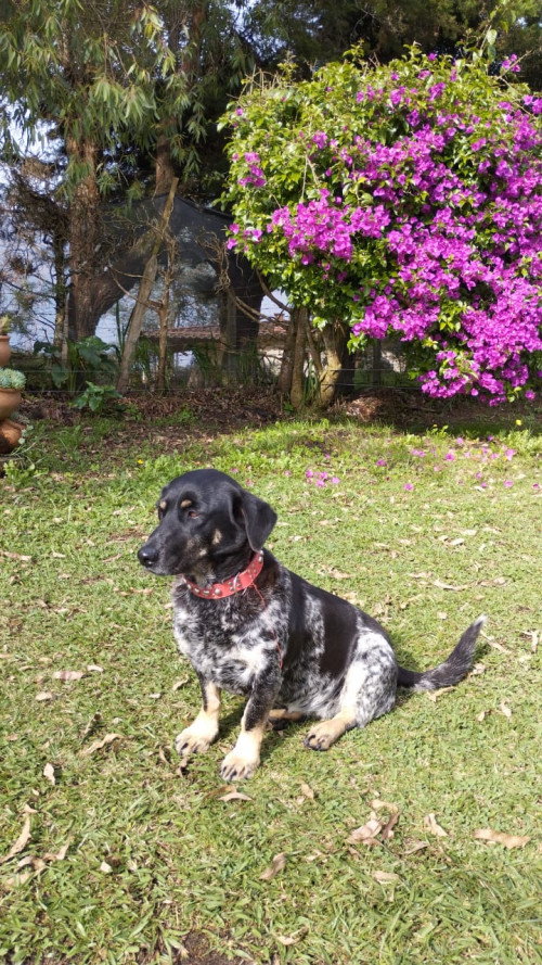 Lola