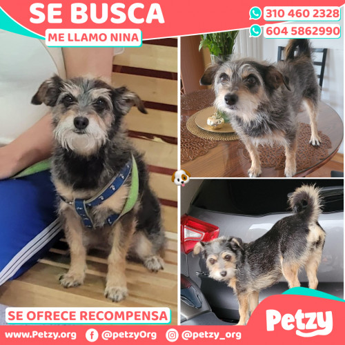 Foto de mascota Nina