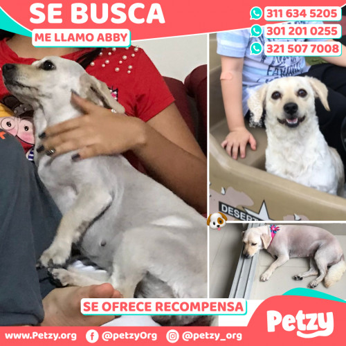 Foto de mascota Abby