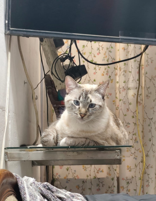 Kira