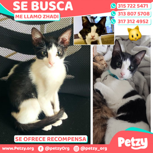 Foto de mascota Zhadi