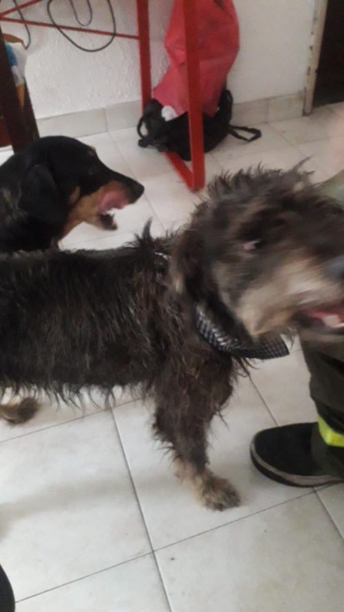 Toby