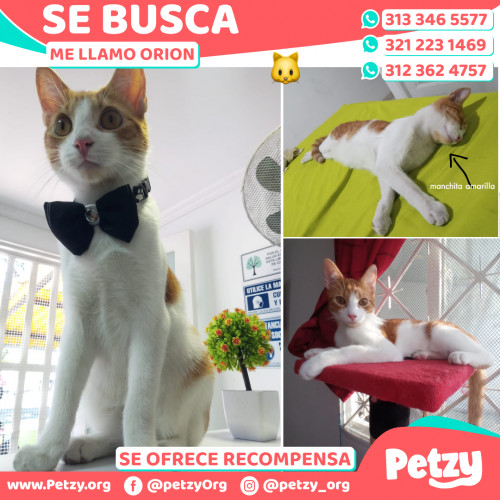 Foto de mascota Orion