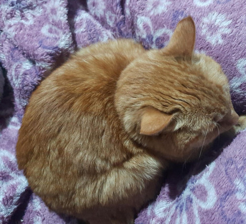 Gordita