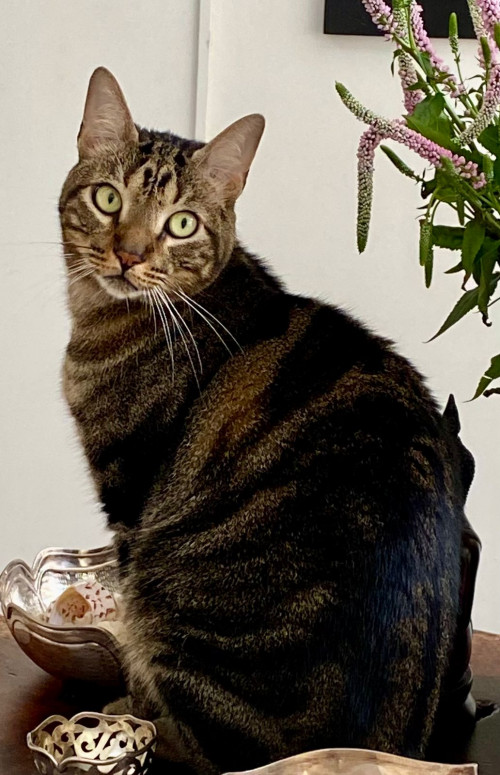 Nilo