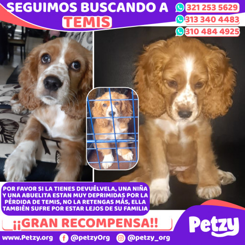 Foto de mascota Temis