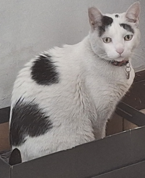 Lola
