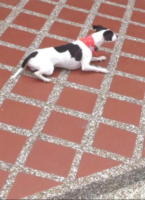 Paco Marcelo