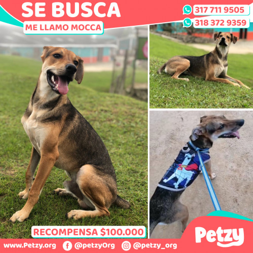 Foto de mascota Mocca