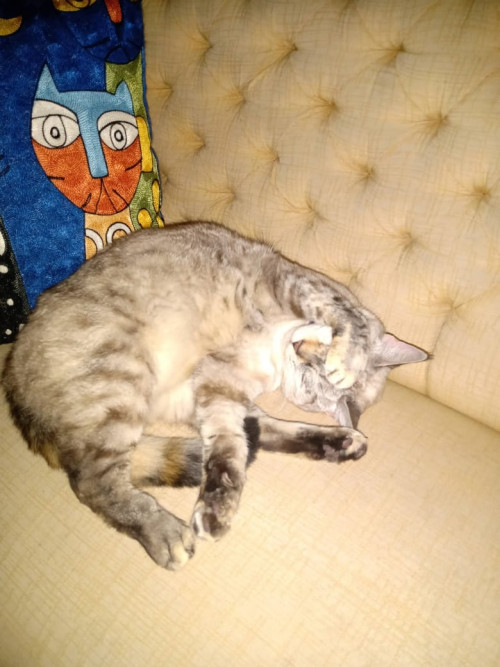 Niña