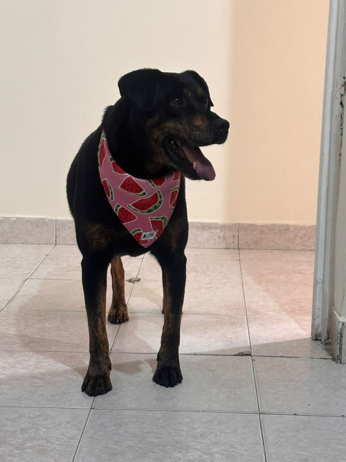 Canela