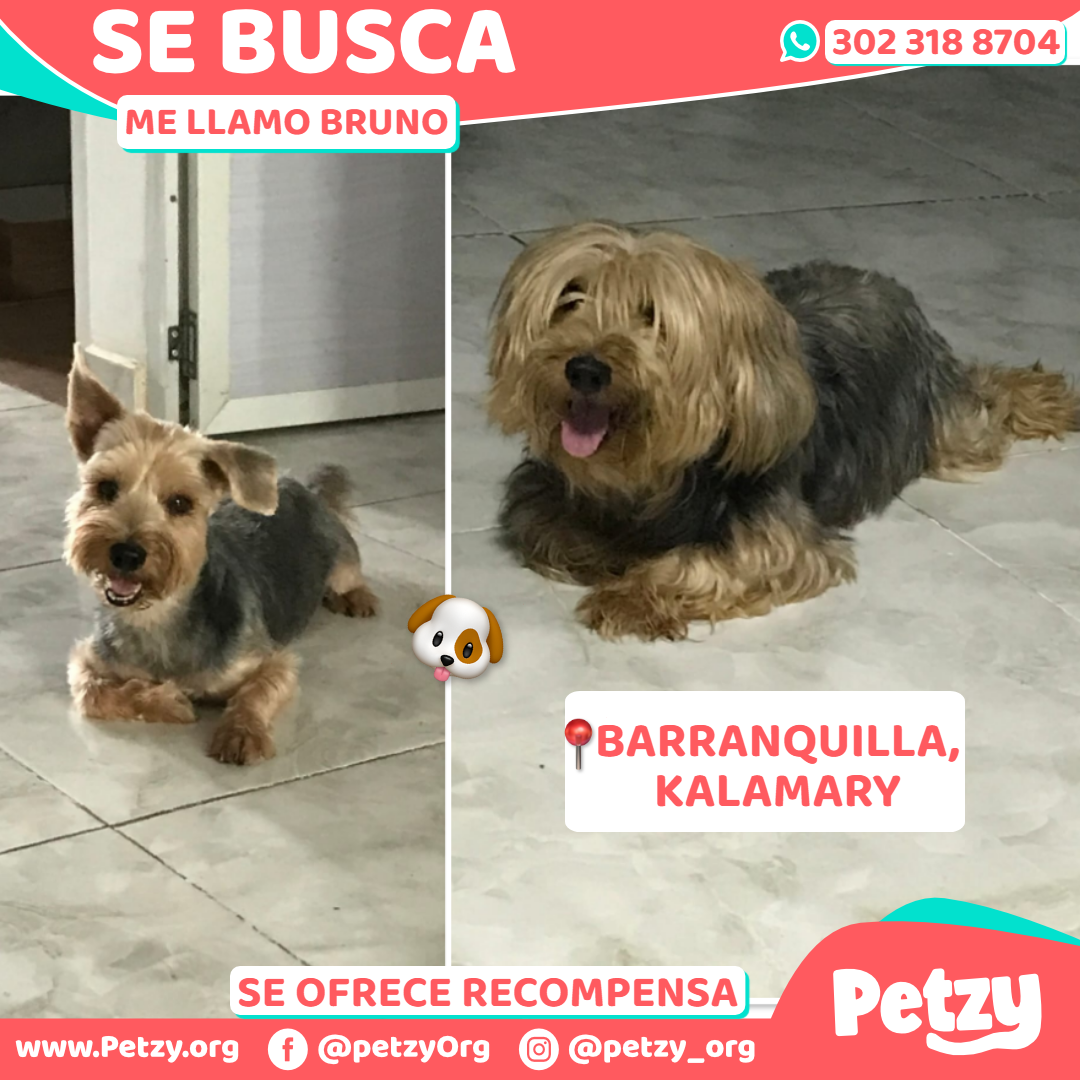 Bruno