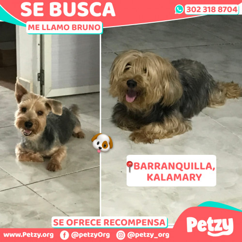 Bruno