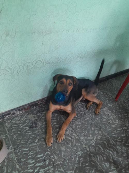 Federico