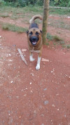 Foto de Aquiles en Yumbo Valle del Cauca #2