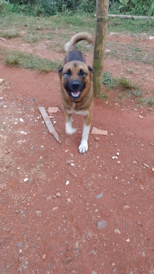 Aquiles