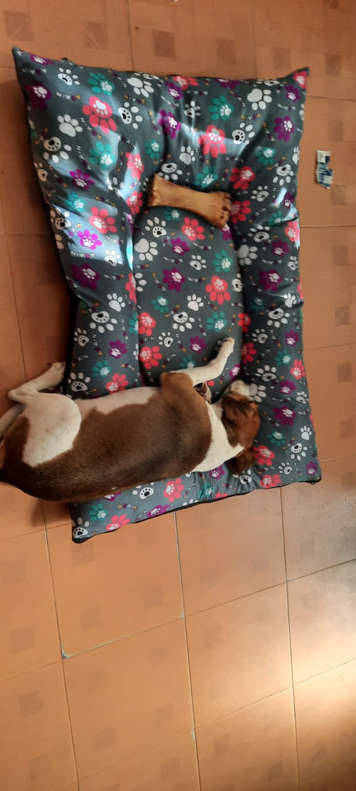 Igor