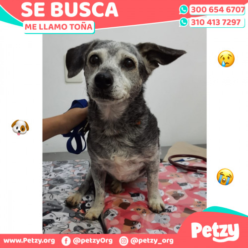 Foto de mascota Toña