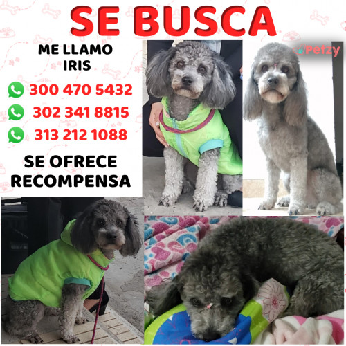 Foto de mascota Iris 